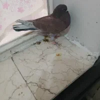 تعداد کفتر پرشی|پرنده|تهران, بهمن یار|دیوار