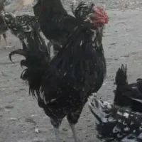 تخم مرغ گلین