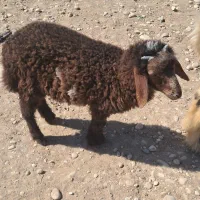 بره
