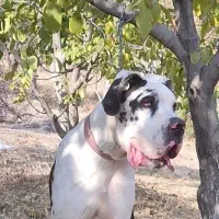 واگذاری سگ گریت دین گریدین نگهبان نر|سگ|تهران, شهرک امید|دیوار