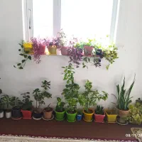 فروش گل های طبیعی