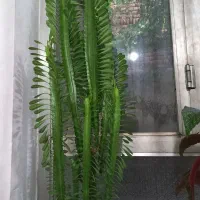 گلهای کاکتوس