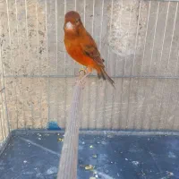 قناری سرخ مست