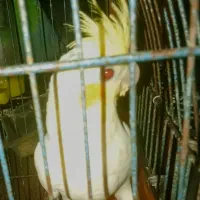 عروس هلندی نر لوتینو کاملا دستی چشم شرابی کشیده