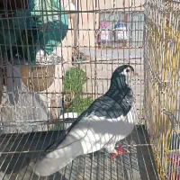 چپ سیاه وامری سیاه ماده