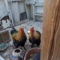 خوروس‌ومرغ‌برهما