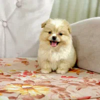 پامرانین خرسی مینیاتوری تیکاب نر ۳ماهه جیبی