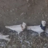 کبوترطوقی،اصفهانی،پلاکی،دمسفید، تهرونی و کاشونی