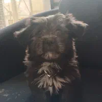 واگذاری شیتزو ۳ ماهه