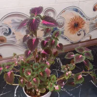 گلهای خانگی زیبا