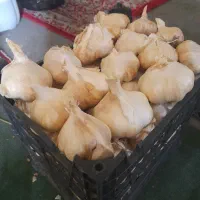 سیر سفید