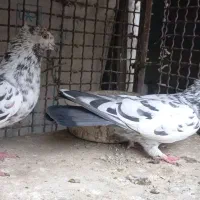 کفتر یجایی|پرنده|رباط‌کریم, رباط‌کریم|دیوار