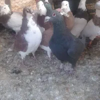 پرنده یاکفتر