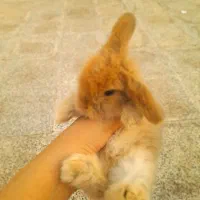 خرگوش لپ اصل