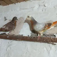 جوجه پرستی ساعت بالا