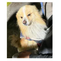 پامرانین نر