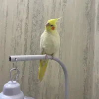 عروس هلندی لوتینو ماده