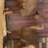 دوتا عروسک مغان زیرخاکی