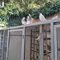 کبوتر گم شده