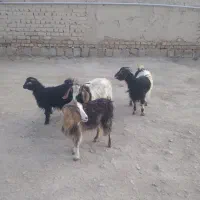 بزغاله  ماده