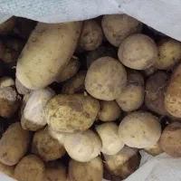 سیب زمینی خاکی