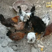 جوجه محلی