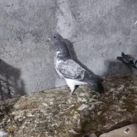 سه تا جوجه سالم|حیوانات|گرگان, |دیوار