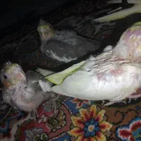 جوجه عروس  هلندی
