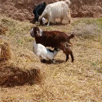 بزبزغاله دار چاوش