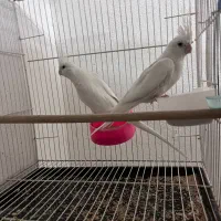آلبینو مولد به همراه جوجه