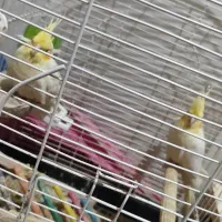 عروس هلندی مولد