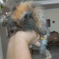 بچه خرگوش لوپ‌پلنگی‌