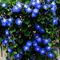 بذر عمده و خرده گل و گیاه|گل و گیاه طبیعی|شیراز, شاهچراغ|دیوار