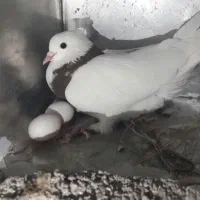 چند عدد کبوتر طوقی|پرنده|یاسوج, |دیوار