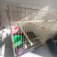 قفس کاسکویی صفر طلایی