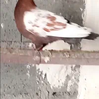 کفتر سینه ای درشت