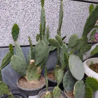 کاکتوس اپونتیا گل و گیاه