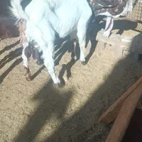 بزغاله اصیل پاکستانی نر وماده|حیوانات مزرعه|پائین جام, |دیوار