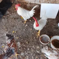 خروس تاج بلند|پرنده|تهران, اتابک|دیوار