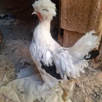 مرغ خروس سلطان|حیوانات مزرعه|مسجد سلیمان, |دیوار