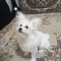 پامر روباهی ماده|سگ|محمدشهر, محمدشهر|دیوار