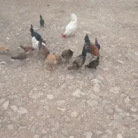 مرغ خروس همه فروشی قیمت توافقی واکس زده