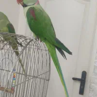 شاه طوطی سخنگو|پرنده|تهران, زهتابی|دیوار