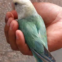 طوطی برزیلی کوتوله اوپال نر مست|پرنده|قم, شهرک فاطمیه|دیوار