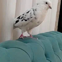 کفتر خال سیاه نر