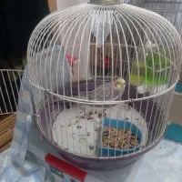 طوطی بیار خوب