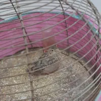 سهره خاکی جوان