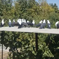 دسته ۱۵ کلاغ کربلایی