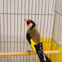 سهره نر یه وجبی بخون|پرنده|تهران, مسعودیه|دیوار