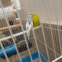 مرغ عشق دو جفت نرو ماده دوتا ماده